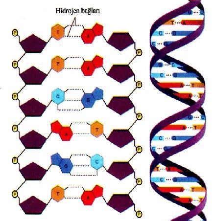 Dna Sorular Ve Z Mleri Kimdir Nedir Iyi Mi B Yle De