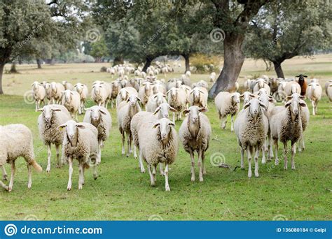 Rebanho Dos Carneiros Que Pastam Foto De Stock Imagem De Agricultura