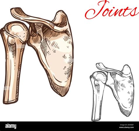 Joint And Bone Of Human Shoulder Isolated Sketch Anatomical