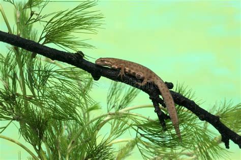 Common Newt Laying Eggs In A Garden Pond Stock Photo Image Of Pebbles
