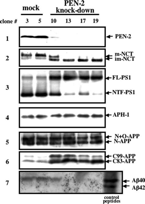 Pen Knock Down Cells Fail In Nct Maturation Ps Endoproteolysis And