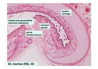 Histology of respiratory system larynx trache and lung | PPT