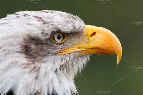 Bald Eagle Head Portrait Close Up Animal Photos Creative Market