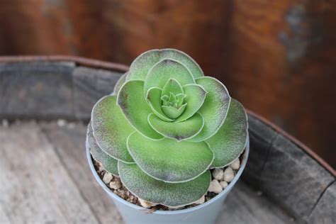 Crassula Hemisphaerica La Boutique Del Verde