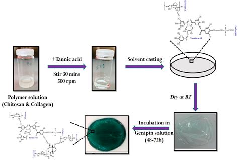 Pdf Dual Crosslinked Collagen Chitosan Film For Potential Biomedical