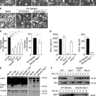 EGFR Knock Down Impairs Efficient Uptake Of IAV Into A549 Cells A