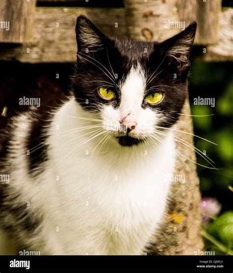 Gato blanco y negro con ojos verdes fotografías e imágenes de alta