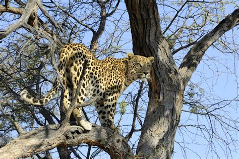 Leopard 13 Hwange Np Pictures Zimbabwe In Global Geography