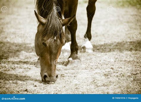 Closeup Of Majestic Graceful Brown Horse Stock Photo Image Of Field