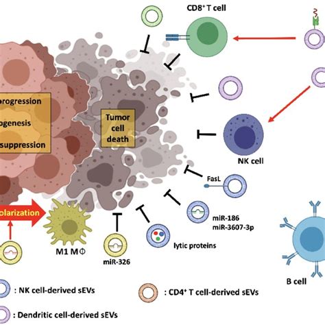 Schematic Diagram Of Immune Cell Derived Sev Function In Tumor Immune Download Scientific