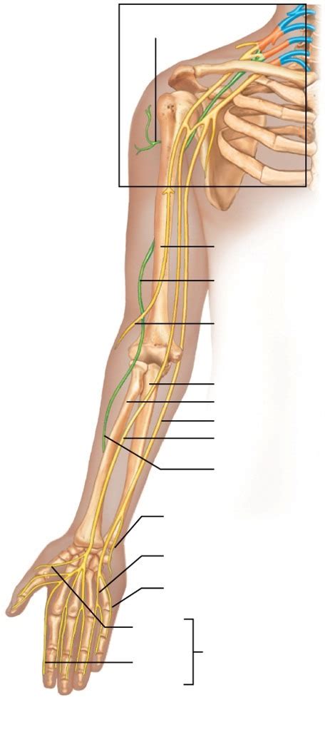 Biology A P Major Nerves Of Upper Limb Diagram Quizlet