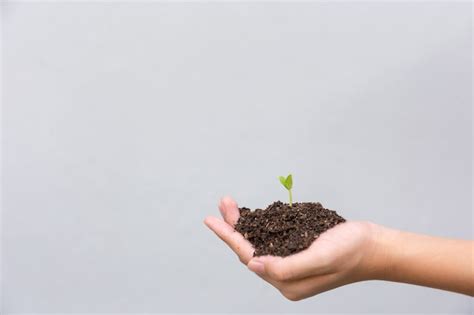 Garçon Tenant Une Plante Dans Les Mains Photo Premium