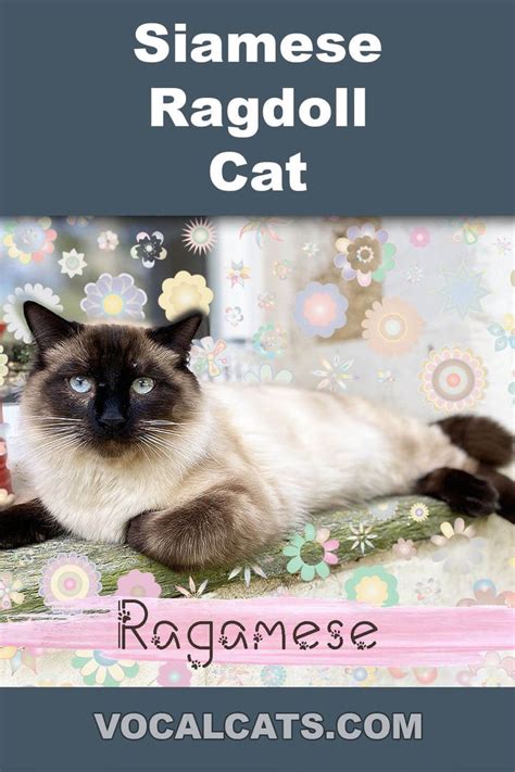 Siamese Ragdoll Cat: Ragamese Complete Guide Ragdoll Siamese, Ragdoll Cat Breed, Siamese Cats ...