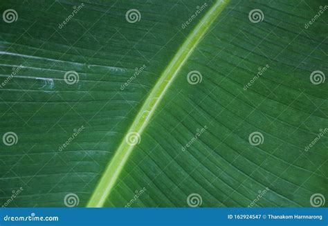 Textura Das Folhas De Banana E Plano De Fundo Imagem De Stock Imagem