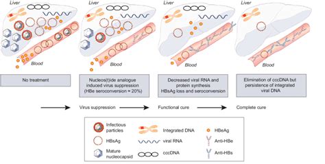 Schematical representation of various types of ''cure". When no ...