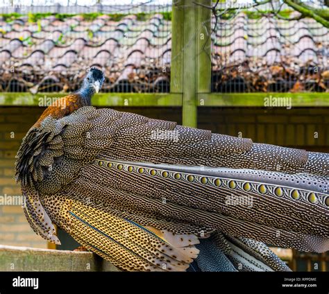 Beautiful Portrait Of A Male Great Argus Pheasant Back View With