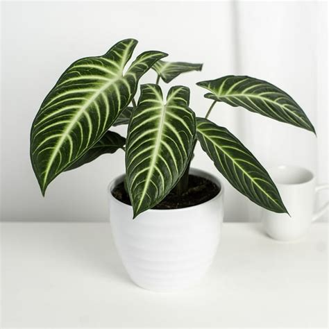 Costa Farms Trending Tropicals Live Indoor 15in Tall Green Xanthosoma Bright Indirect