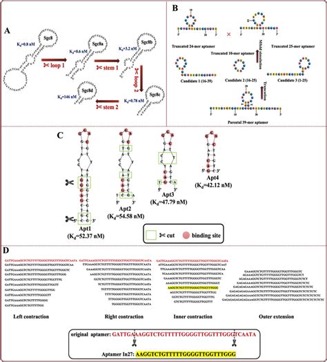 A And B Truncation Based On Secondary Structure Predication Adapted Download Scientific