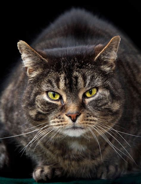 Tiger Cat Hunter Predator Free Stock Photo Public Domain Pictures