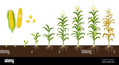 Corn Maize Growth Stages Vector Crop Plant Of Agriculture And Farm