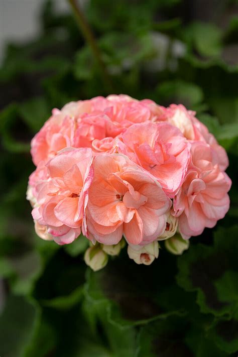 Pelargonie Pelargonium Rosebud Bild Kaufen 13701705