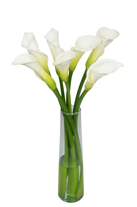 Arabella Farm Direct Bouquet Of 7 Fresh Cut White Calla Lilies With A