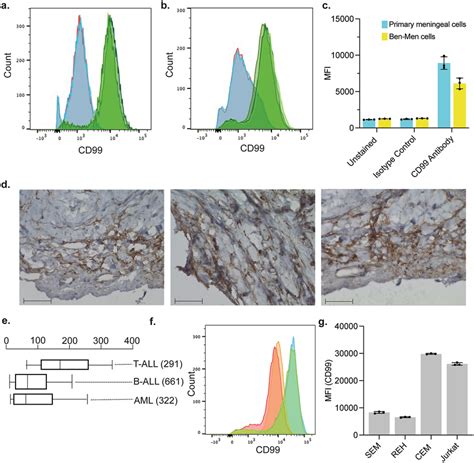 Human Meningeal And Leukemia Cells Express CD99 Ac Primary Human