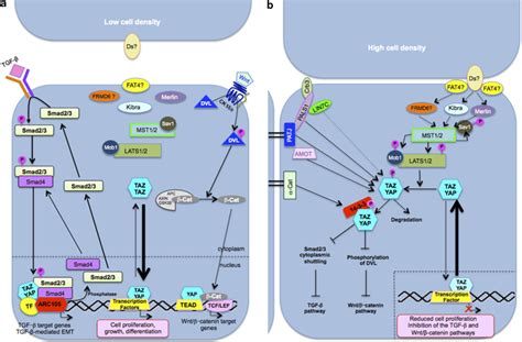 Cell Density Controls Taz And Yap Subcellular Localization A Hippo Download Scientific