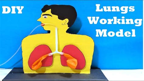 Human Respiratory System Working Model 3d Lung Model For Science Fair Project Diy