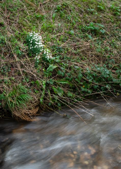 Snowdrops By The Stream North Norfolk Photographic Society Website