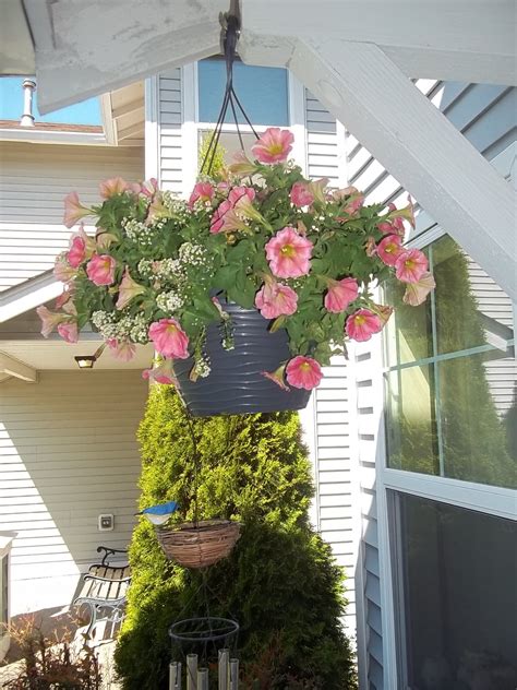 Petunia Hanging Basket 🐦 Petunia Hanging Baskets Flower Garden