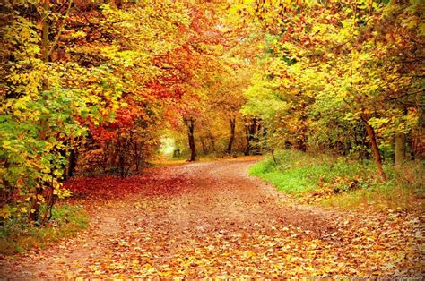 Automne Automne Au Bois De Vincennes Photo Paysage Photo