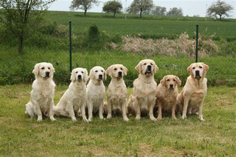 Free Images Dogs Golden Retriever Vertebrate Labrador Retriever