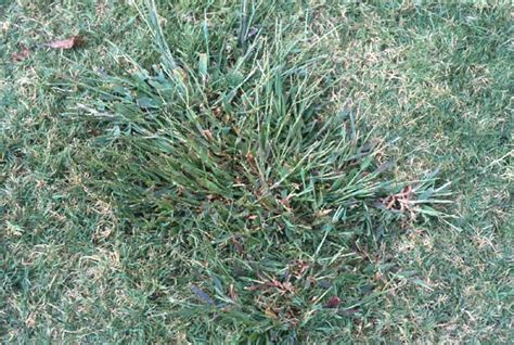 Smooth Crabgrass Pests Georgiaturf