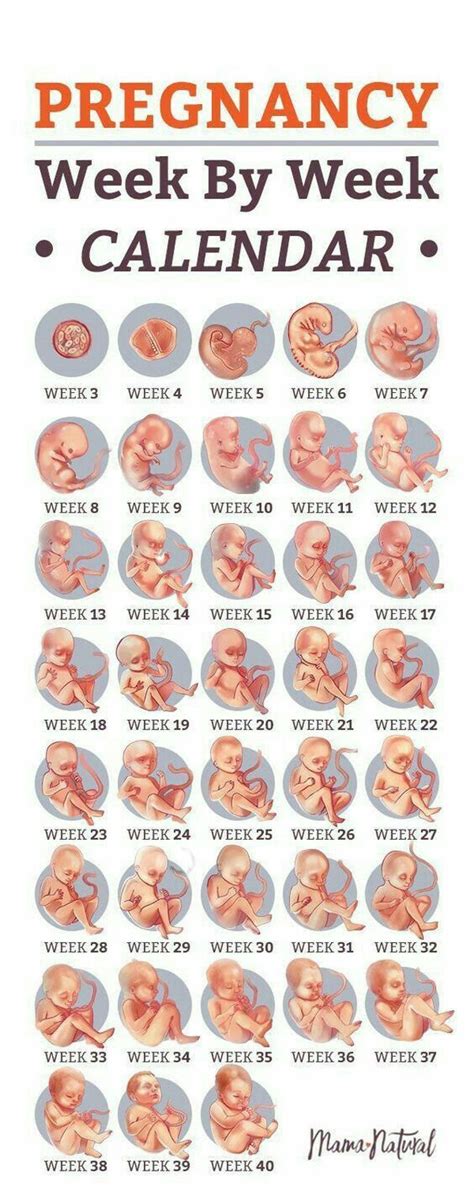 Pregnancy Symptoms Loss 7 Weeks, - Pregnancy Sympthom