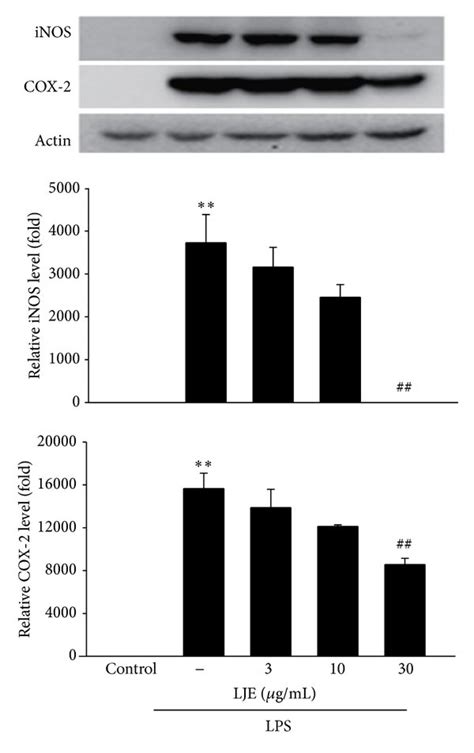 Inhibition Of Lps Induced Inos And Cox 2 Expression By Lje A