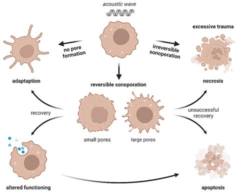 Ijms Free Full Text Landscape Of Cellular Bioeffects Triggered By