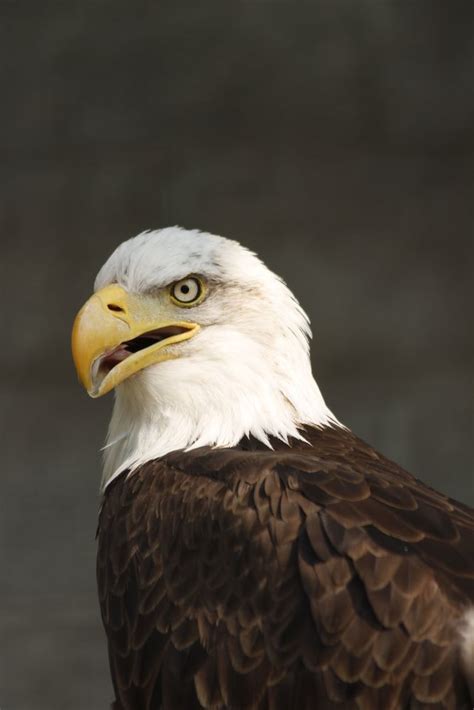 Eagle By Scott On YouPic