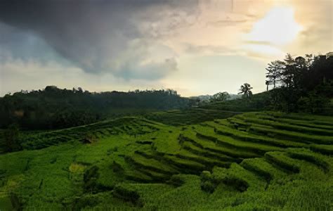 Detail Wisata Terasering Sawah Nangklak Visit Cirebon Never