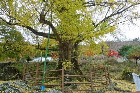 주말and여행 11월에 가볼 만한 은행나무 단풍 명소1만 그루 도열한 경주 도리 은행나무숲 샛노란 융단길 걸어보세요 영남