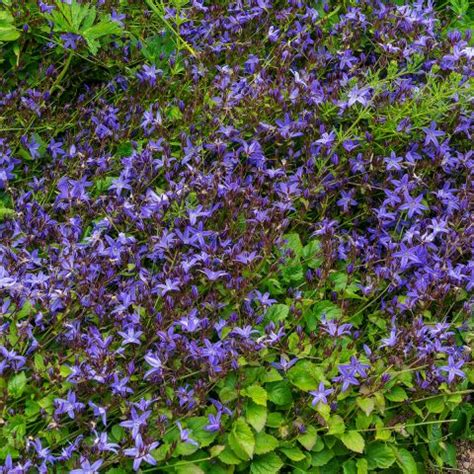 Campanula Poscharskyana Stella Campanule Des Murets Bleu Lavande