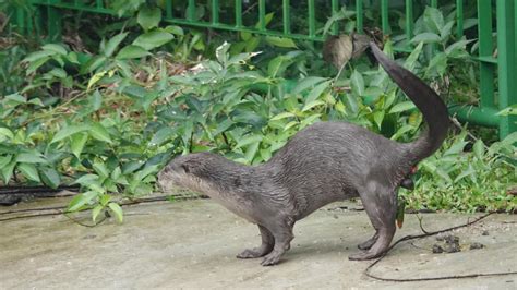 Smooth-coated Otter | MarkEisingBirding