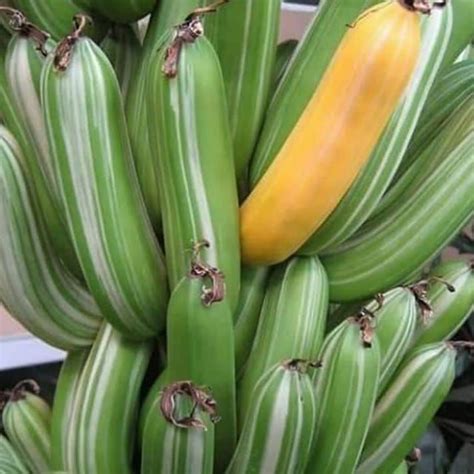 Pisang Cantik Jenis Pisang Varigata Yang Indah