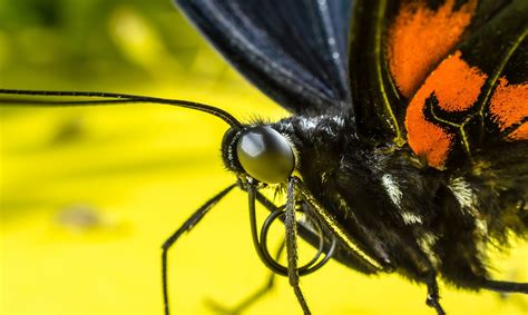 Butterfly Insect Eyes Free Photo On Pixabay Pixabay