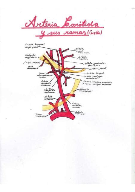 blagosloviti čekić pljusak arteria carotida interna y sus ramas Prvi