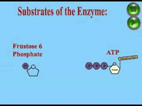 Phosphofructokinase Reaction - YouTube