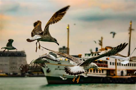 Безкоштовне стокове фото: birds_flying, водоплавна птиця, група ...