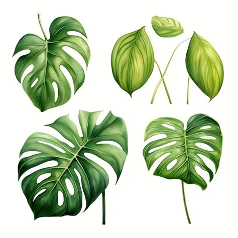 Hand Draw Watercolor Monstera Swiss Cheese Plant Split Leaf Philodendr Flat Creative Art