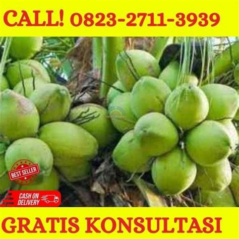 Harga Grosir H Tovix Call Jual Pohon Kelapa Bonsai