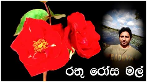 Rathu Rosa Mal රතු රෝස මල් Lyrics Video Anushka Denivita